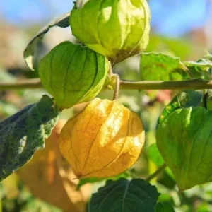 Cape Gooseberry Live Plant - 4 Inch Pot - 2 Pack - Sweet Yellow Fruits - Image 5