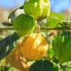 Cape Gooseberry Live Plant - 4 Inch Pot - 2 Pack - Sweet Yellow Fruits - Image 1