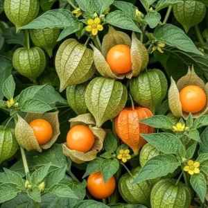 Cape Gooseberry Live Plant - 4