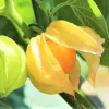 Cape Gooseberry Live Plant - 6-10 Inch Tall, 4" Pot, Golden Berry Perennial Fruit Plant - Image 1
