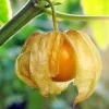 Cape Gooseberry Live Plant - Sweet Golden Berry Fruit, 7-10" Tall in 4" Pot - Image 1