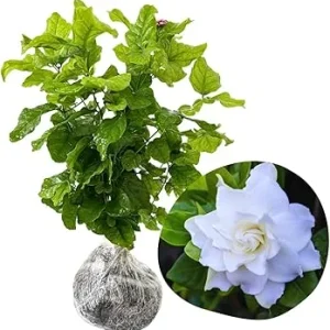 Cape Jasmine Live Plant - 2 Pack, 5-7 Inch Tall, Fragrant Gardenia - Image 2
