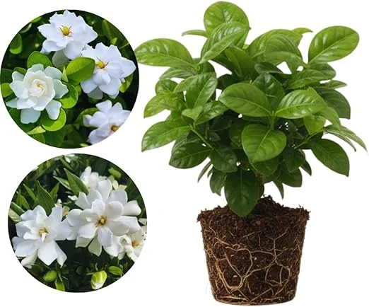 Cape Jasmine Live Plants - 2 Pack, Fragrant Gardenia, Frostproof, 5-7'' Tall, Outdoor - Image 3