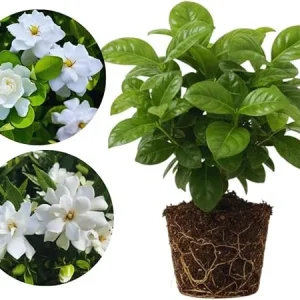 Cape Jasmine Live Plants - 2 Pack, Fragrant Gardenia, Frostproof, 5-7'' Tall, Outdoor - Image 4