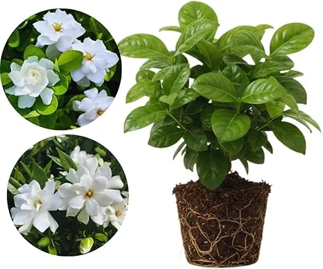 Cape Jasmine Live Plants - 2 Pack, Fragrant Gardenia, Frostproof, 5-7'' Tall, Outdoor - Image 1