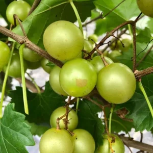 Carlos Muscadine Grape Vine - Bronze Scuppernong Live Plant, 5-9 Inch Tall - Image 2