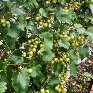 Carlos Muscadine Grape Vine - Bronze Scuppernong Live Plant, 5-9 Inch Tall - Image 3