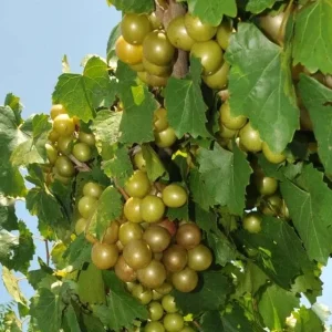 Carlos Muscadine Grape Vine - Bronze Scuppernong Live Plant, 5-9 Inch Tall - Image 5