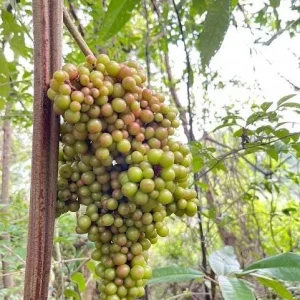 Carlos Muscadine Grape Vine - Bronze Scuppernong Live Plant, 5-9 Inch Tall - Image 7