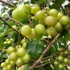Carlos Muscadine Grape Vine - Bronze Scuppernong Live Plant, 5-9 Inch Tall - Image 1
