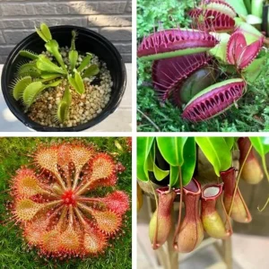 Carnivorous Plant Mix: 3 Live Green & Red Fly Trap, Pitcher Plant Nepenthes, Starter Size - Image 5