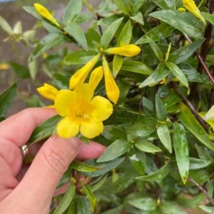 Carolina Yellow Jasmine Live Plant - Gelsemium Sempervirens Vine - 5-7 Inch Tall - Image 2