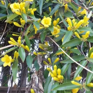 Carolina Yellow Jasmine Live Plant - Gelsemium Sempervirens Vine - 5-7 Inch Tall - Image 4