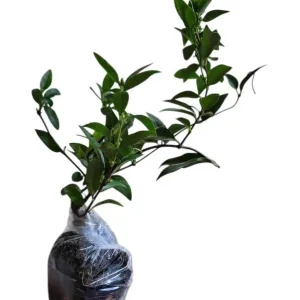 Carolina Yellow Jasmine Live Plant - Gelsemium Sempervirens Vine - 5-7 Inch Tall - Image 5