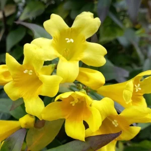 Carolina Yellow Jasmine Live Plant - Gelsemium Sempervirens Vine - 5-7 Inch Tall - Image 7