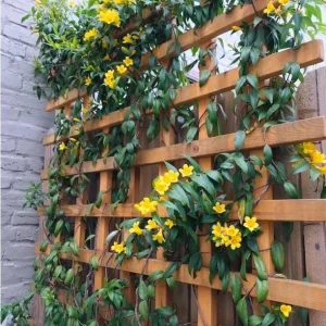 Carolina Yellow Jasmine Live Plant - Gelsemium Sempervirens Vine - 5-7 Inch Tall - Image 9