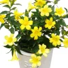 Carolina Yellow Jasmine Live Plant - Gelsemium Sempervirens Vine - 5-7 Inch Tall - Image 1