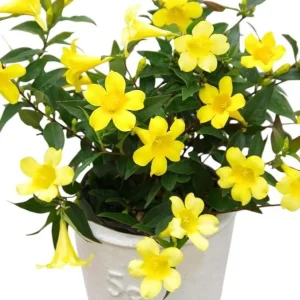 Carolina Yellow Jasmine Live Plant - Gelsemium Sempervirens Vine - 5-7 Inch Tall - Image 1