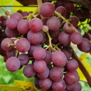 Catawba Bunch Grape Vine Live Plant – 2 Year Old, Cold Hardy Red Grape – USDA Zones 5-9 - Image 7
