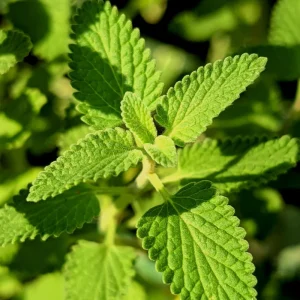 Catnip Live Plant 3 Pack – 3-6