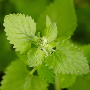 Catnip Live Plants 4-Pack, 4-6