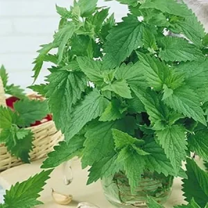 Catnip Live Plants Pack of 3, 4-7 inches Tall, Well-Rooted Herb for Indoor Outdoor - Image 5