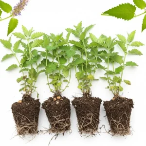 Catnip Live Plants - Pack of 3 - 4-7