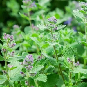 Catnip Live Plants - Pack of 3 - 4-7