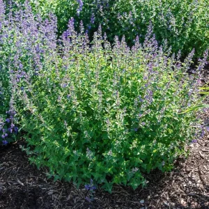 Catnip Live Plants - Pack of 3 - 4-7