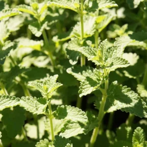 Catnip Live Plants - Pack of 3 - 4-7