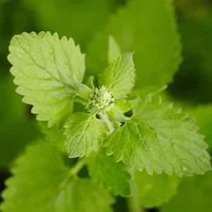 Catnip Live Plants - Pack of 3 - 4-7