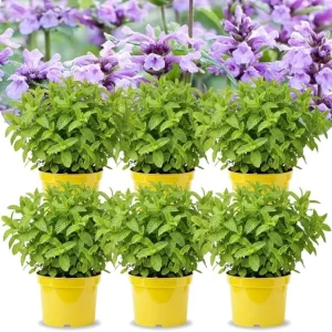 Catnip Mint Live Plants, Set of 4, 4-7