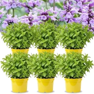Catnip Mint Live Plants, Set of 4, 4-7" Tall, Zones 3-11, Fragrant Culinary Herb - Image 1