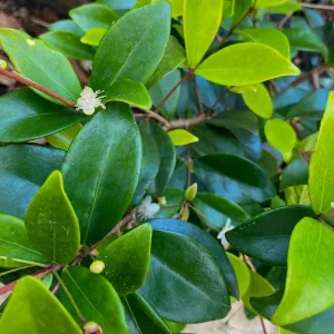 Cedar Bay Cherry Live Plant - Eugenia Reinwardtiana Red Fruit Tree, USDA Zone 9 - Image 4