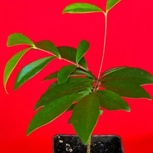 Cedar Bay Cherry Live Plant - Eugenia Reinwardtiana Red Fruit Tree, USDA Zone 9 - Image 5