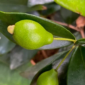 Cedar Bay Cherry Live Plant - Eugenia Reinwardtiana Red Fruit Tree, USDA Zone 9 - Image 6