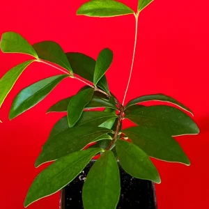 Cedar Bay Cherry Live Plant - Eugenia Reinwardtiana Red Fruit Tree, USDA Zone 9 - Image 7