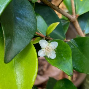 Cedar Bay Cherry Live Plant - Eugenia Reinwardtiana Red Fruit Tree, USDA Zone 9 - Image 8
