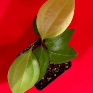 Ceylon Cinnamon Live Plant - Cinnamomum zeylanicum Starter Tree, 4-7 inch, Potted - Image 2
