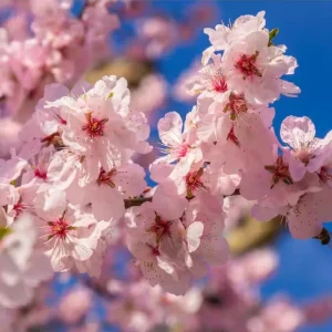 Cherry Blossom Live Tree Plant, 8-12