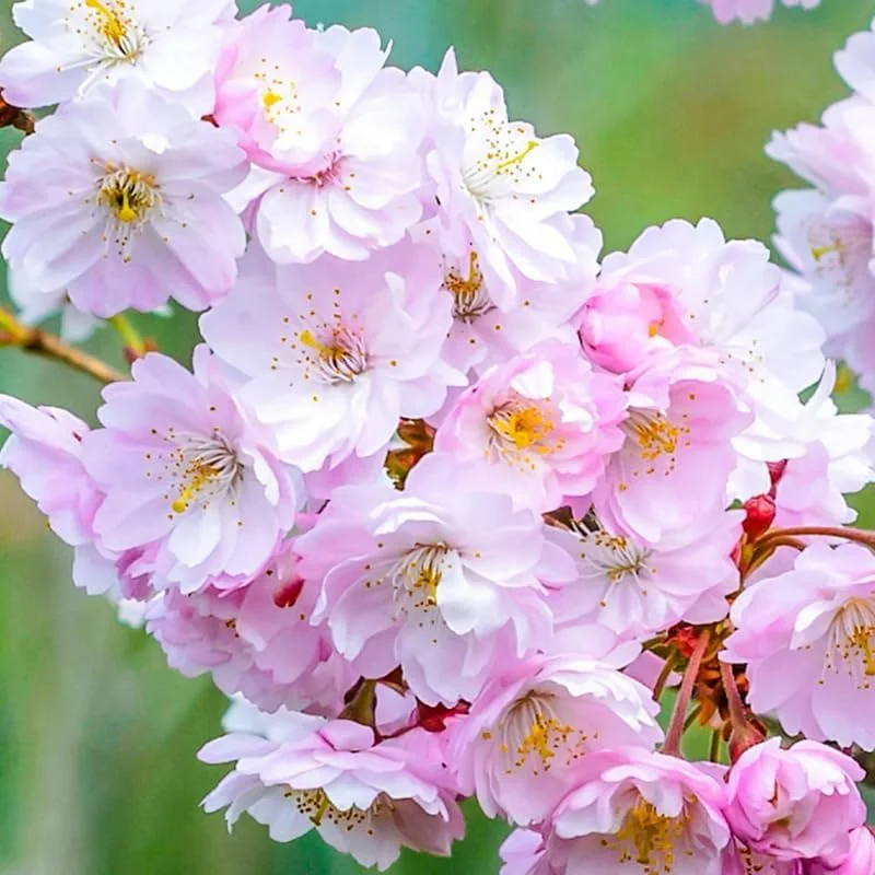 Cherry Blossom Live Tree Plant - Pink to White Flowers, 2.5 Inch Pot, Perennial - Image 2