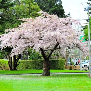 Cherry Blossom Live Tree Plant - Pink to White Flowers, 2.5 Inch Pot, Perennial - Image 3