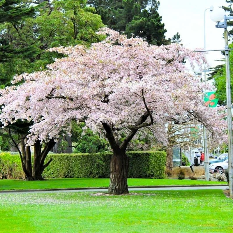 Cherry Blossom Live Tree Plant - Pink to White Flowers, 2.5 Inch Pot, Perennial - Image 3