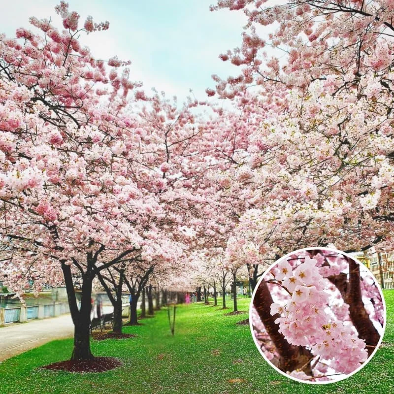 Cherry Blossom Live Tree Plant - Pink to White Flowers, 2.5 Inch Pot, Perennial - Image 5