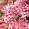 Cherry Blossom Live Tree Plant - Pink to White Flowers, 2.5 Inch Pot, Perennial - Image 1