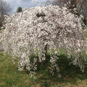 Cherry Blossom Tree Live Plant 6-12