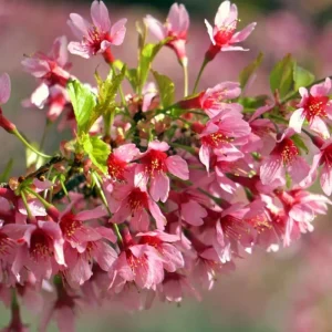 Cherry Blossom Tree Live Plant 6-12
