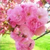 Cherry Blossom Tree Live Plant 6-12" Tall - Double Pink Blooms Outdoor - Image 1