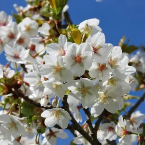 Cherry Blossom Tree Live Plant – Double Pink Ornamental – 8-12