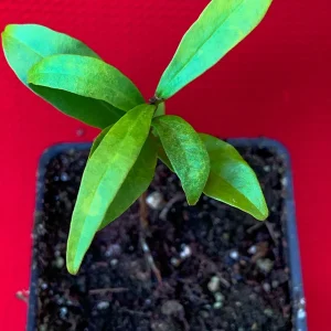 Cherry of the Rio Grande Live Plant – Tropical Fruit Tree – 2-4